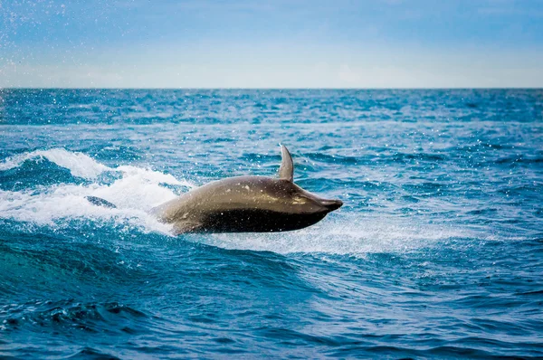 아름 다운 경 쾌 돌고래 바다에서 점프 — 스톡 사진