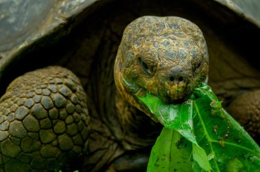 Çin Adası Galapagos kaplumbağası