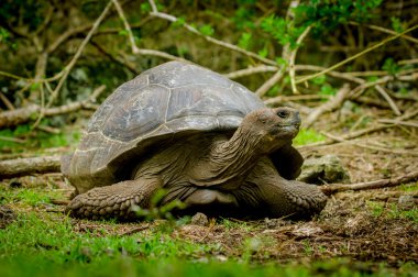 Çin Adası Galapagos kaplumbağası