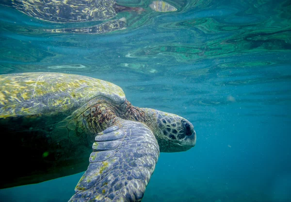 Marine turtle swimming underwater — Stock Photo, Image