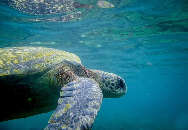 Tortue marine nageant sous l'eau — Photo