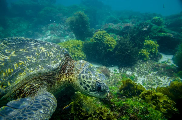 Marine turtle swimming underwater — Stock Photo, Image