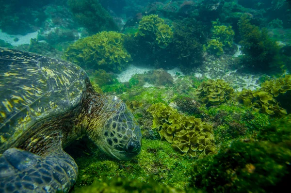 Marine turtle swimming underwater — Stock Photo, Image