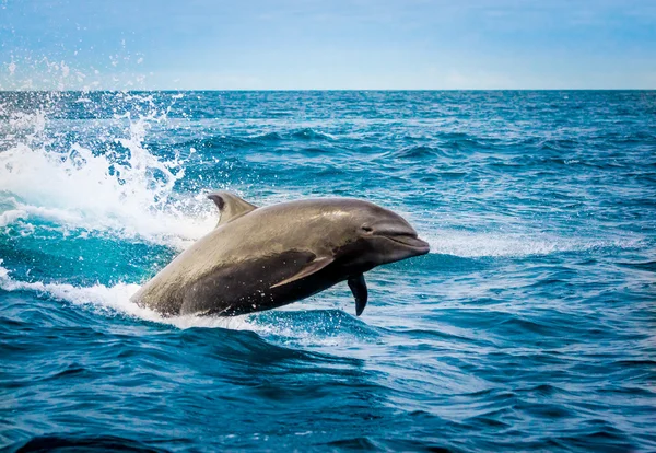 Hermoso delfín juguetón saltando en el océano —  Fotos de Stock