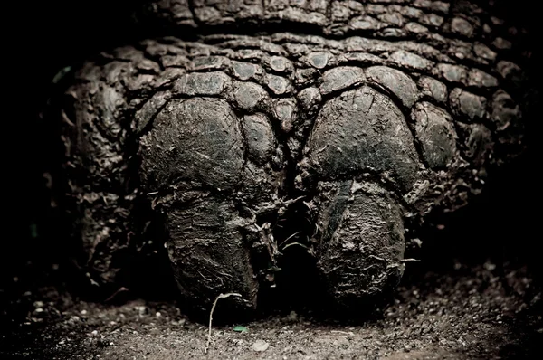 Galapágy želvy v floreana island — Stock fotografie