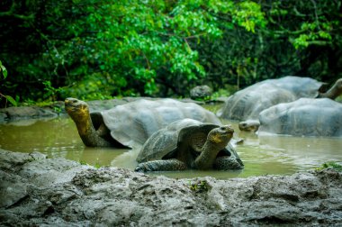 san cristobal galapagos Adaları'nda dev kaplumbağalar
