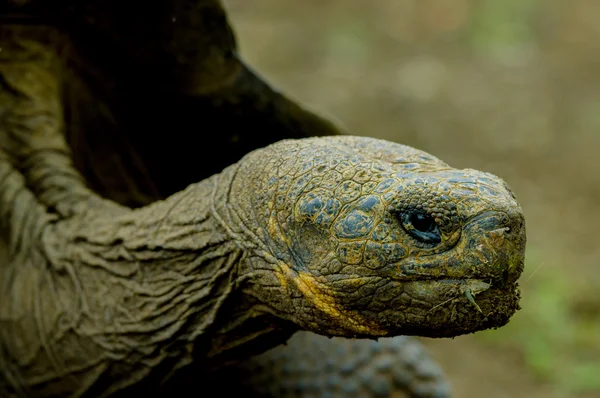 Черепаха на островах Сан-Кристобаль-Галапагос — стоковое фото