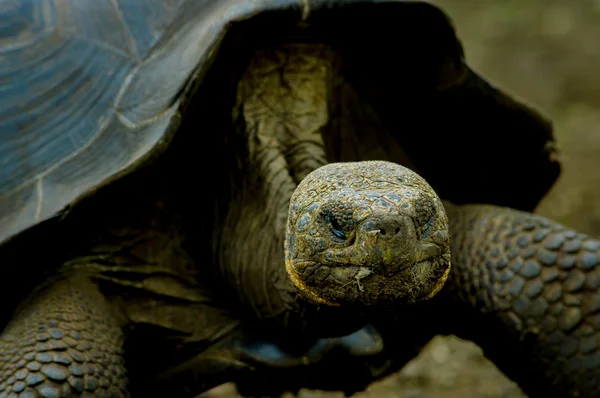 Tartaruga nelle isole San Cristobal Galapagos — Foto Stock