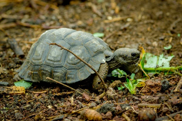 Schildkröte auf den San Cristobal Galapagos Inseln — Stockfoto