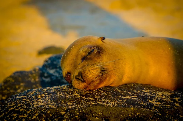 Baby leeuw van de zee bij zonsondergang in galapagos eilanden — Stockfoto