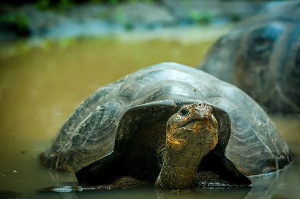 Schildkröte auf den San Cristobal Galapagos Inseln — Stockfoto