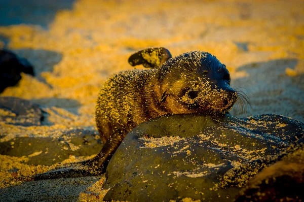 Uchatka dziecka w zachód słońca w wysp galapagos — Zdjęcie stockowe