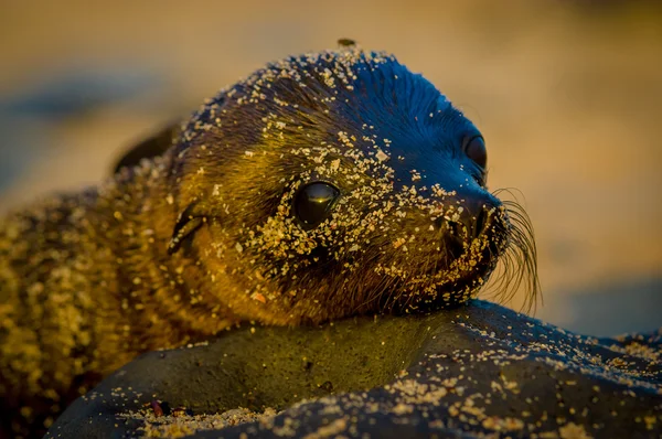 Baby sea lion at sunset in galapagos islands — Stock Photo, Image
