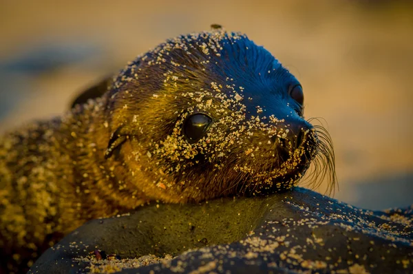 Baby leeuw van de zee bij zonsondergang in galapagos eilanden — Stockfoto