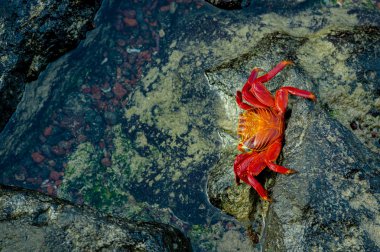 Kırmızı yengeç kayaların üzerinde yürüme