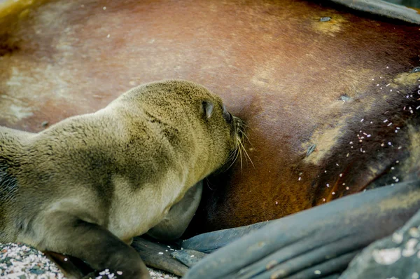 Zeeleeuw in san cristobal galapagos eilanden — Stockfoto