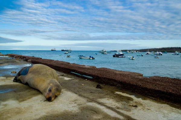 Sjölejon på Galapagosöarna docka — Stockfoto