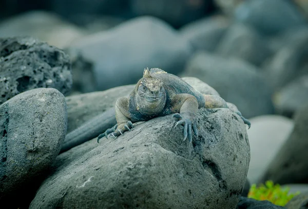 Iguanas in san cristobal galapagos islands — Stock Photo, Image