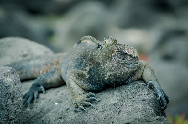 Iguanas san cristobal galapagos Adaları'nda — Stok fotoğraf