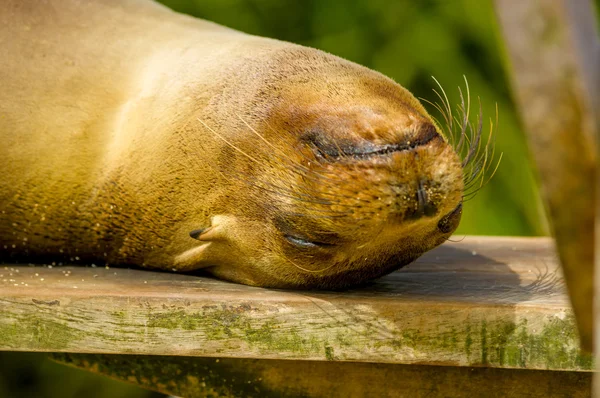 Sjölejon i san cristobal Galapagosöarna — Stockfoto