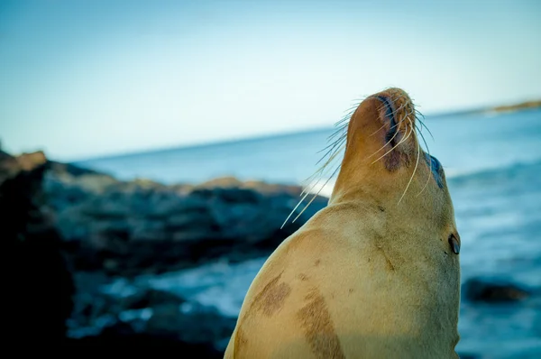 Primer plano retrato de lobos marinos frente a islas Galápagos —  Fotos de Stock