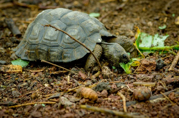 Черепаха на островах Сан-Кристобаль-Галапагос — стоковое фото