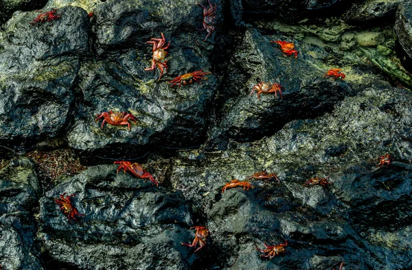 Cangrejos rojos caminando sobre rocas — Foto de Stock