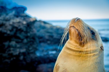 Deniz Aslanları portre portre yüz galapagos Adaları