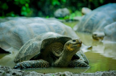 san cristobal galapagos Adaları'nda dev kaplumbağalar