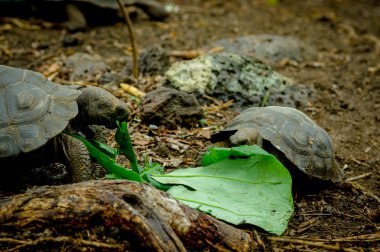 san cristobal galapagos Adaları'nda kaplumbağalar