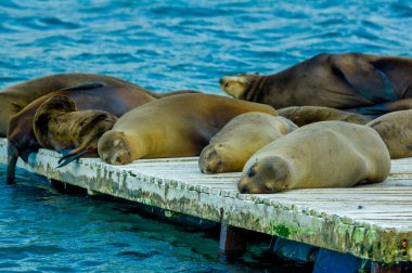 Deniz Aslanları dock galapagos Adaları üzerinde döşeme