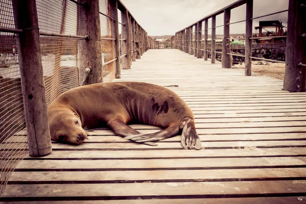 Zeeleeuw in san cristobal galapagos eilanden — Stockfoto