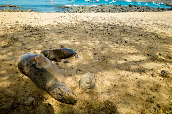 Sjölejon sola i san cristobal Galapagosöarna — Stockfoto