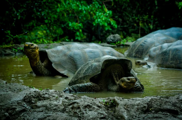 Riesenschildkröten auf den San Cristobal Galapagos Inseln — Stockfoto