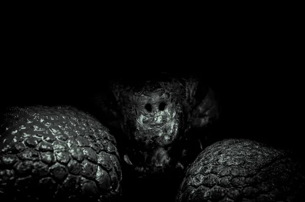 Retrato de tartaruga em San Cristobal Galápagos — Fotografia de Stock