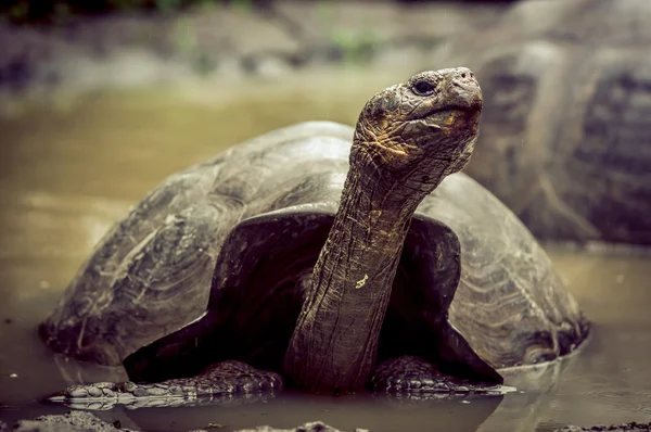 Tortuga gigante en san cristóbal galápagos —  Fotos de Stock