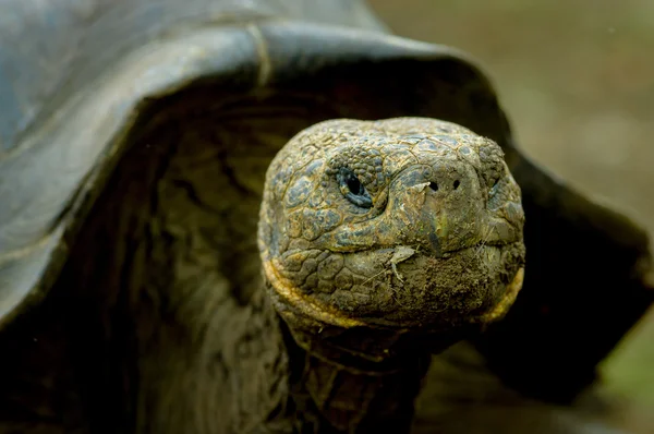 Sköldpadda i san cristobal Galapagosöarna — Stockfoto