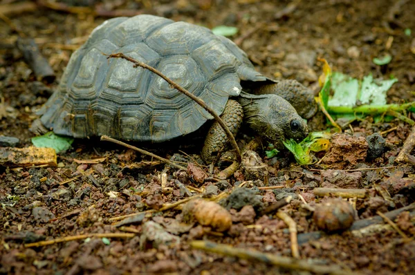 Sköldpadda i san cristobal Galapagosöarna — Stockfoto