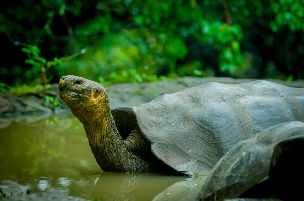 Tortues géantes dans les îles San Cristobal Galapagos — Photo