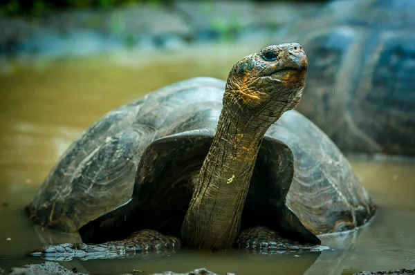 Гигантская черепаха в Сан-Кристобаль-Галапагос — стоковое фото
