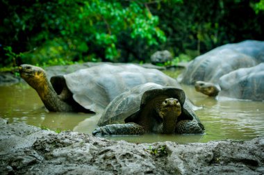san cristobal galapagos Adaları'nda dev kaplumbağalar