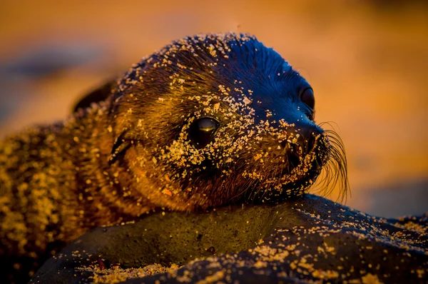 Galapagos Adaları'nda gün batımında bebek deniz aslanı — Stok fotoğraf