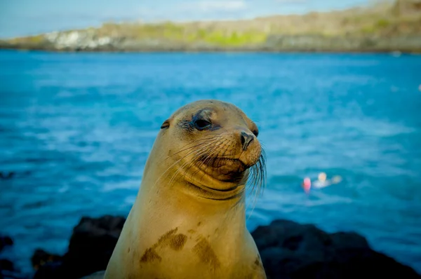 Closeup portret van zeeleeuwen gezicht galapagos eilanden — Stockfoto