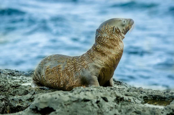 サン ・ クリストバル ガラパゴス諸島で海のライオン — ストック写真