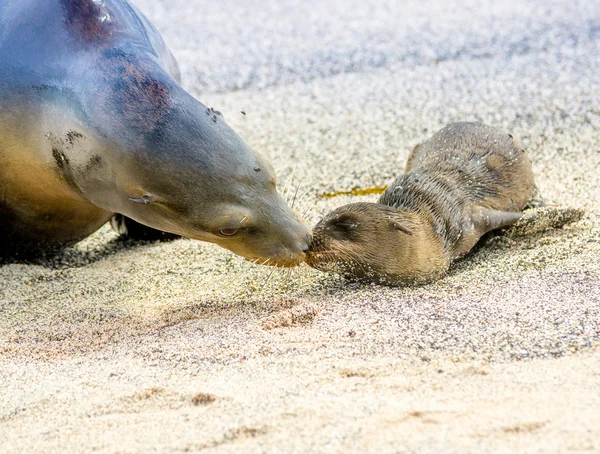 Zeeleeuw in san cristobal galapagos eilanden — Stockfoto