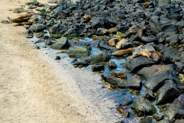 Deniz aslanı san cristobal galapagos Adaları güneşlenme — Stok fotoğraf