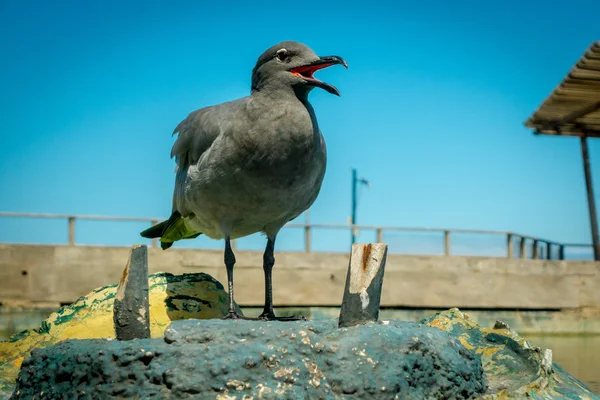 Gaivota nas ilhas de San Cristobal Galápagos — Fotografia de Stock