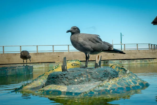 San cristobal galapagos Adaları'nda martı — Stok fotoğraf