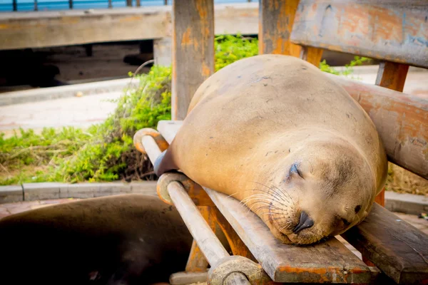 Sjölejon i san cristobal Galapagosöarna — Stockfoto