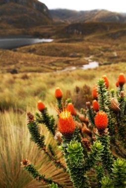 chuquiragua and çiçek Cajas Milli Parkı Azuay Ekvator Güney Amerika içinde